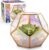 D’Eco Iridescent Glass Centerpiece (7x7x6)- Spring Home & Wedding Decor- Tabletop Geometric Planter Terrarium- Fill with Succulents, Cacti, Air Plants, Moss, Flowers for Plant Lovers