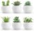 Der Rose Set of 6 Succulents Plants Artificial in Pots Small Fake Plants for Bedroom Aesthetic Living Room Shelf Bathroom Decor Office Desk Accessories