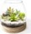 6 Inch Plant Glass Terrarium with Removable Wooden Base for Succulents Glass Bowl for Air Plant Cactus Moss (Plants not Included)