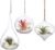 Mkono 3 Pack Glass Hanging Planter Air Fern Holder Terrarium Plants Hanger Vase, Home Christmas Decoration Gifts for Plant Lovers, Succulent Moss Tillandsias Air Plants Globe (Plant Not Included)