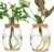 2 Pcs Propagation Vases, Tabletop Plant Terrarium for Propagating Hydroponic, Glass Terrarium Vase Jars, Home Kitchen Decorations and Gifts for Plant Lovers
