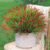 HyeFlora Artificial Fake Flowers Outdoor Plants for Summer Decoration,10 Bundles Faux Plastic Tall Monkey Grass Greenery UV Resistant Realistic Lavender for Home Planter Window Porch Garden-Red