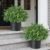 Set of 2 Artificial Boxwood Topiary Trees for Front Door – Faux Realistic Greenery Potted Plants, Fake Outdoor UV-Resistant Bushes with Pots for Porch,Farmhouse,Home,Garden Decor