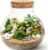 NUOBESTY Glass Terrarium Jar with Cork Lid, 6×6.3 Inch Closed Terrarium for Succulent Moss and Fern, DIY Miniature Desktop Garden for Home & Office Decor (No Plants)