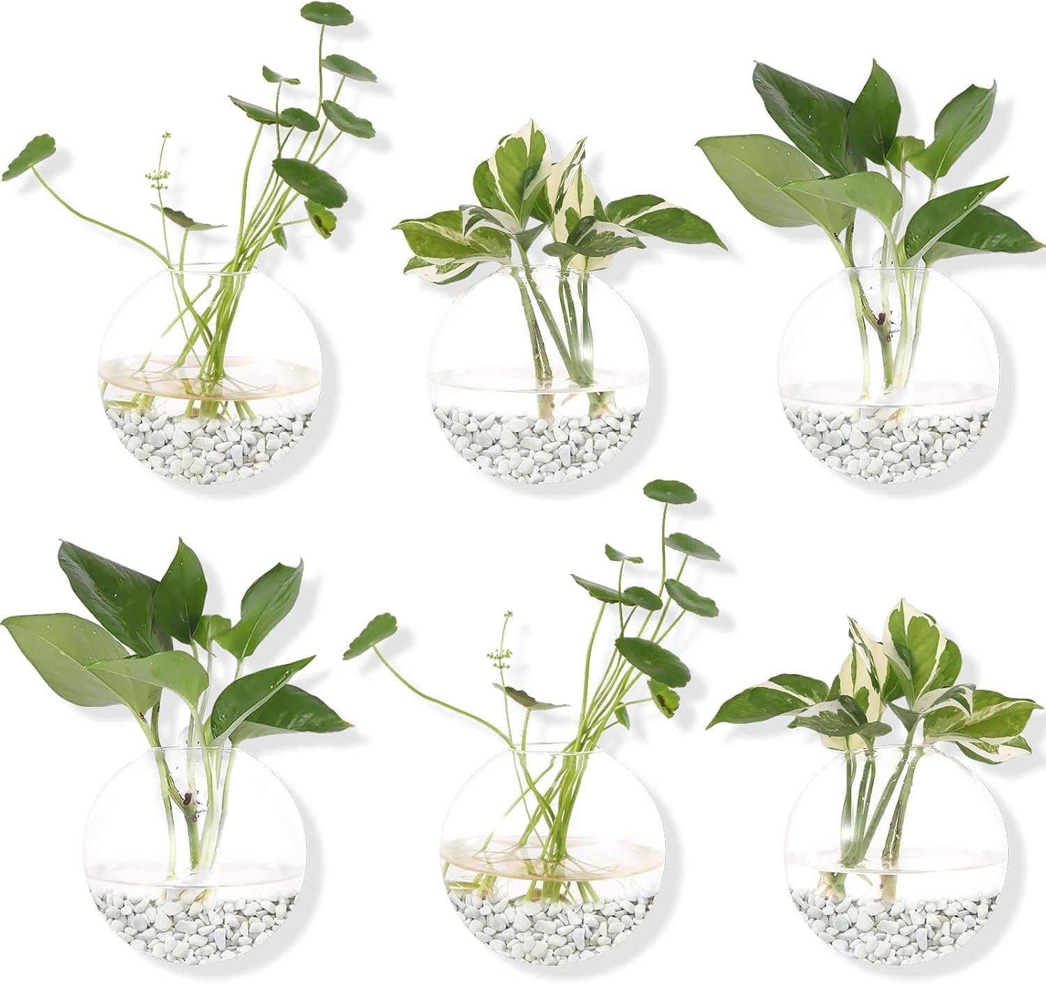 Hanging Wall Planters Pack of 6 Glass Plant Pots Round Wall Vases for Flowers Hanging Propagation Station Glass Plant Holder Wall Terrariums Plant Container