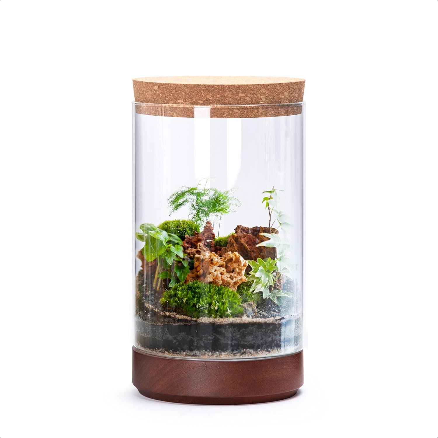 Clear Glass Houseplant Terrarium Planter, 6″ W x 10″ H, Cylindrical Terrarium with Wooden Base & Cork Lid | Versatile Tabletop Decoration for Home or Office or Hydroponics (Plant Not Included), 41-A-M