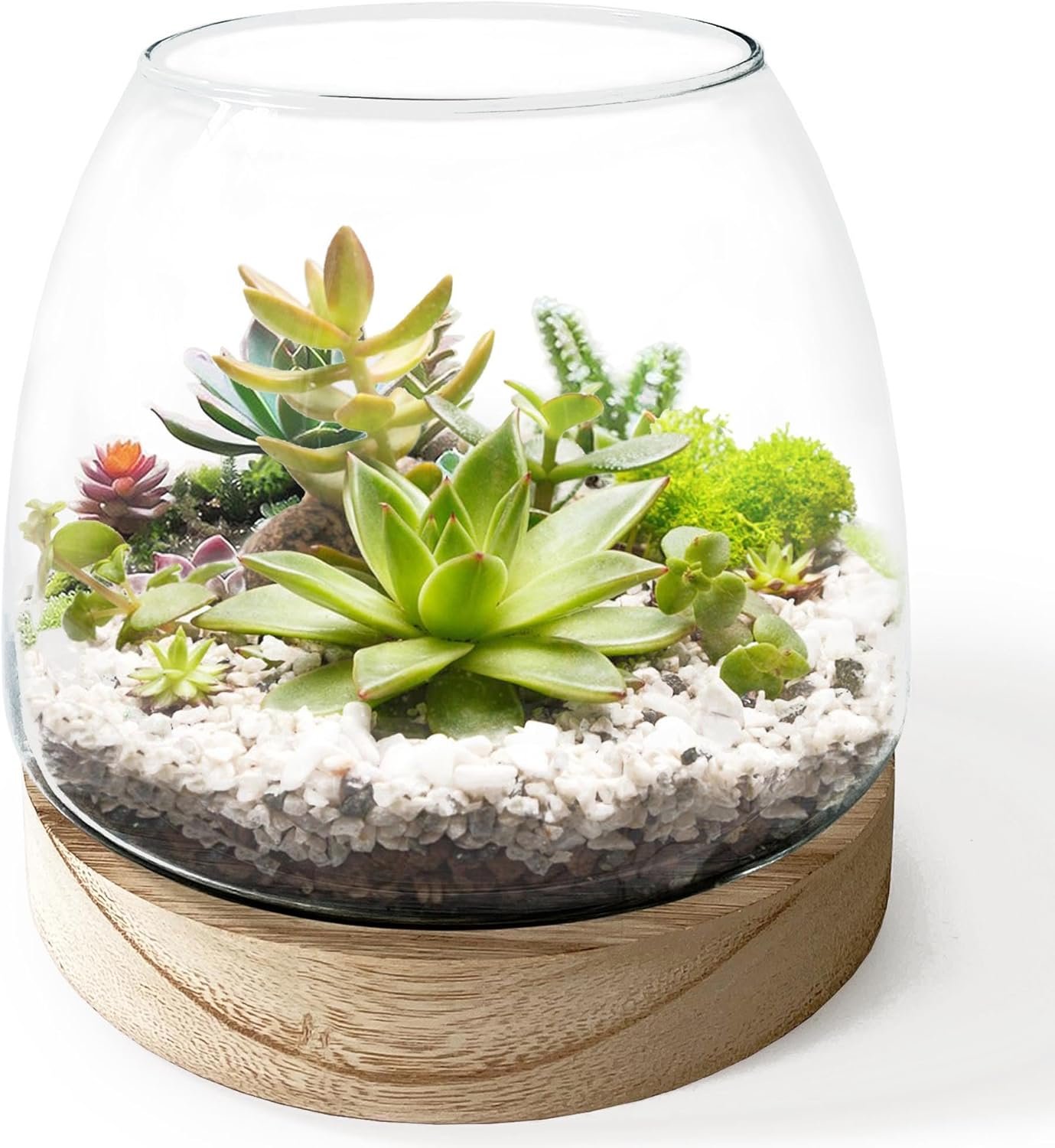 6 Inch Plant Glass Terrarium with Removable Wooden Base for Succulents Glass Bowl for Air Plant Cactus Moss (Plants not Included)