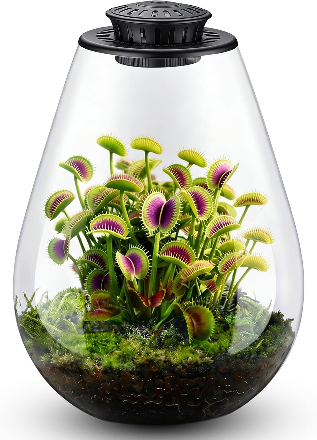 Glass Plant Terrarium with LED Grow Light, 7.8″ Borosilicate Terrarium with Adjustable Ventilation & Timer, for Venus Fly Trap, Moss, Succulents, Mini Landscape, Desk Decor for Home Office