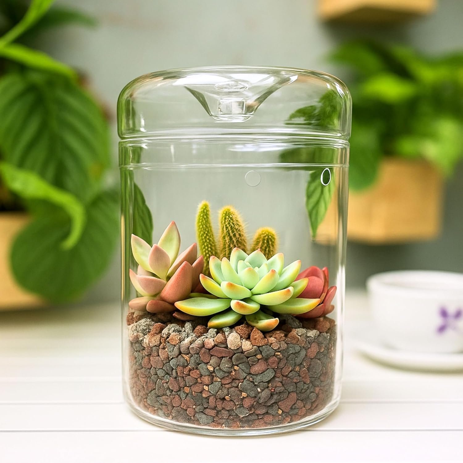 LaLaGreen Indoor Planter (6×9 Inch) Small Glass Terrarium Jar with Lid for Succulent Plants, Reptile Cactus Mini Fern Fairy Moss Tabletop Decoration Container Pot Kitchen Office Home Garden Decor