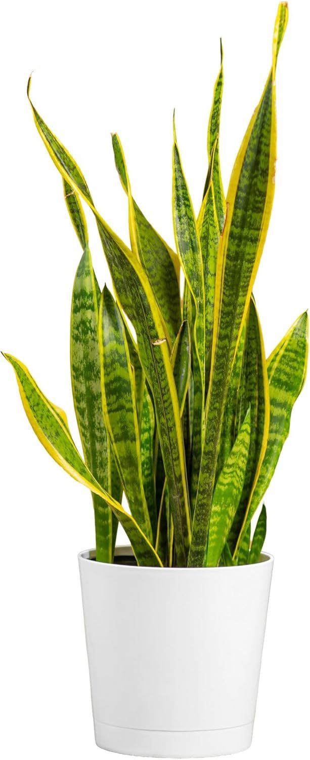 Costa Farms Snake Plant, Mother-in-Law’s Tongue Live Plant in Decorative Pot, Large Easy to Maintain Indoor Succulent Houseplant, Assorted Variety, Home, Room, or Office Décor, 2-3 Feet Tall