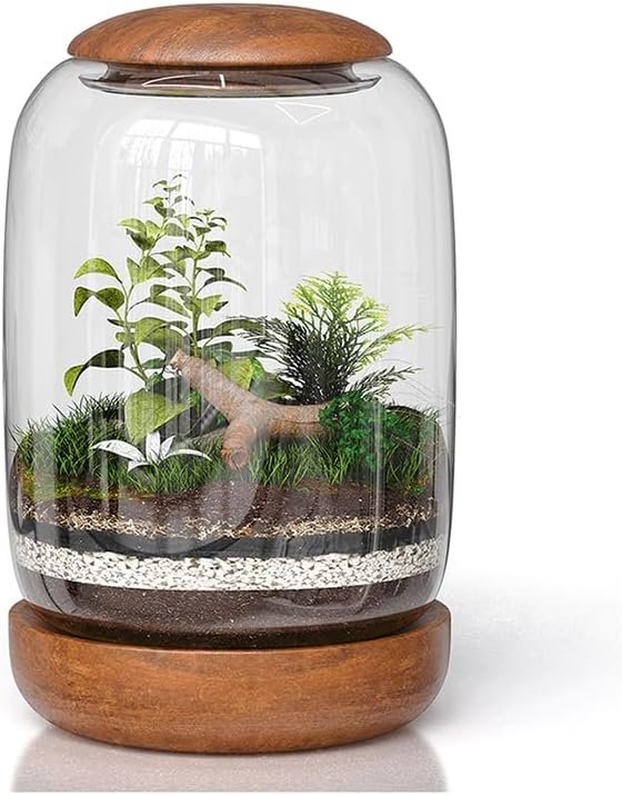 Exclusive Glass Terrarium with Natural Wood Lid and Base, Excellent for Plants and Decoration for Home or Office, Size: 8.7″ Tall (22 cm) by 6.3″ Wide (16 cm)