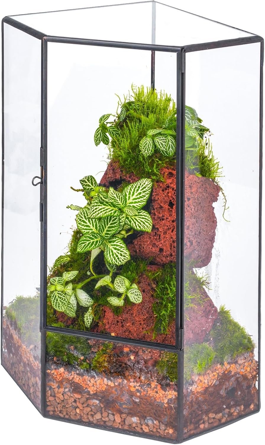 NCYP Wall Corner Geometric Glass Terrarium, Closed Front Opening Door Container Planter for Succulents, Small Plants – Black, Indoor Decor, Tabletop Landscape, 6.1″ x 6.1″ x 11.8″ (Terrarium Only)