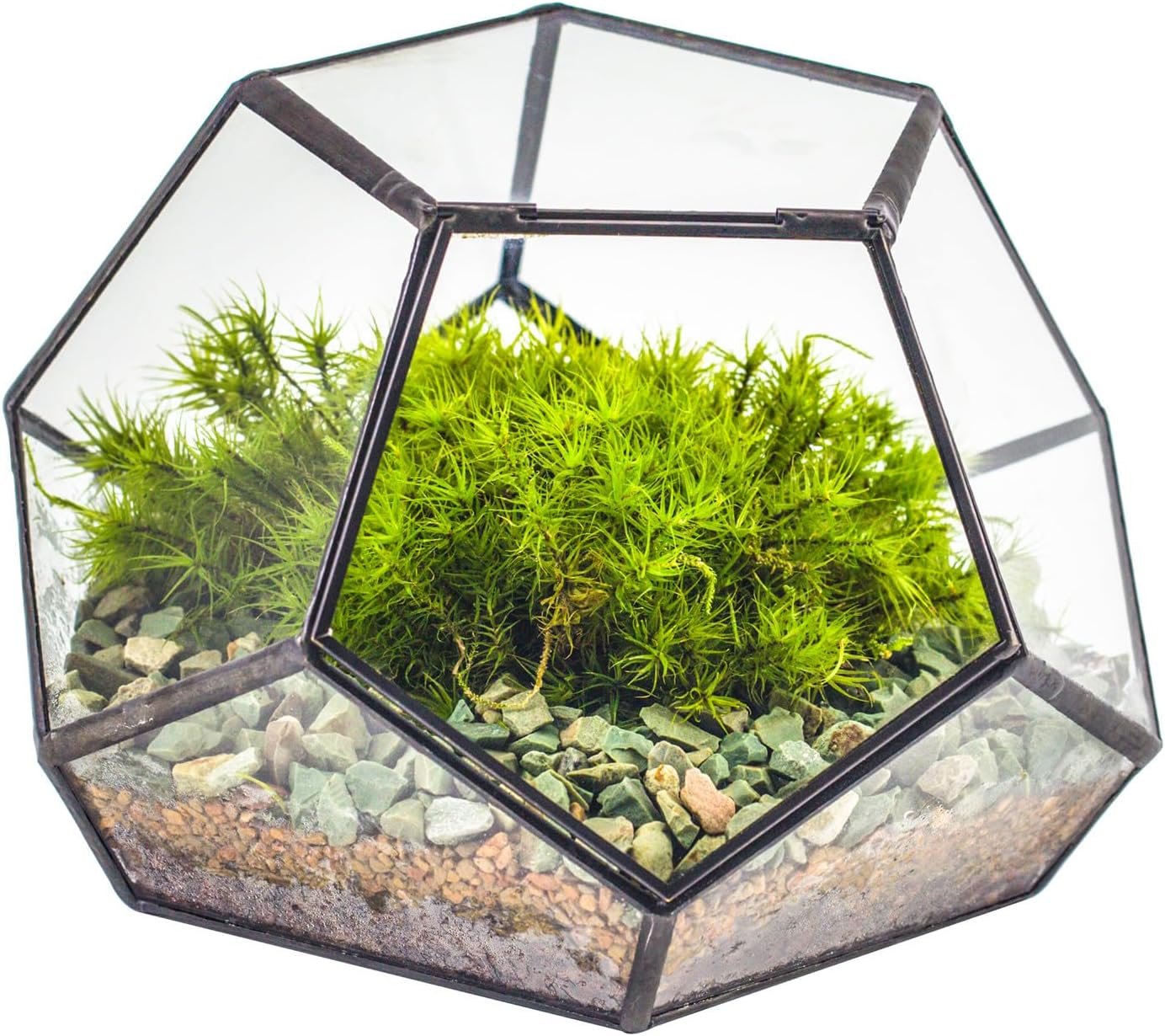 NCYP Small Glass Geometric Terrarium with Door -7.1×7.1×4.7 inches – Black Pentagon Closed Planter Pot for Succulents, Air Plants – Home Garden Office Tabletop Decoration Box (Terrarium Only)