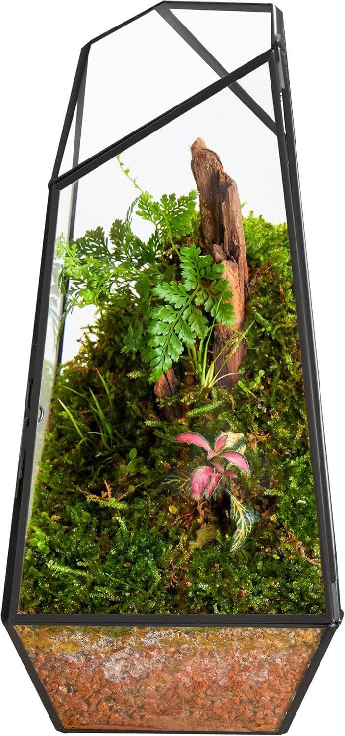 FISCRAT Tabletop Glass Terrarium -5″x5″x10.8″ Black Metal Frame Indoor Plant Display Container with Openable Door, Low Maintenance Succulent Ecosystem, Space Saving Art Decor (Plants Not Included)