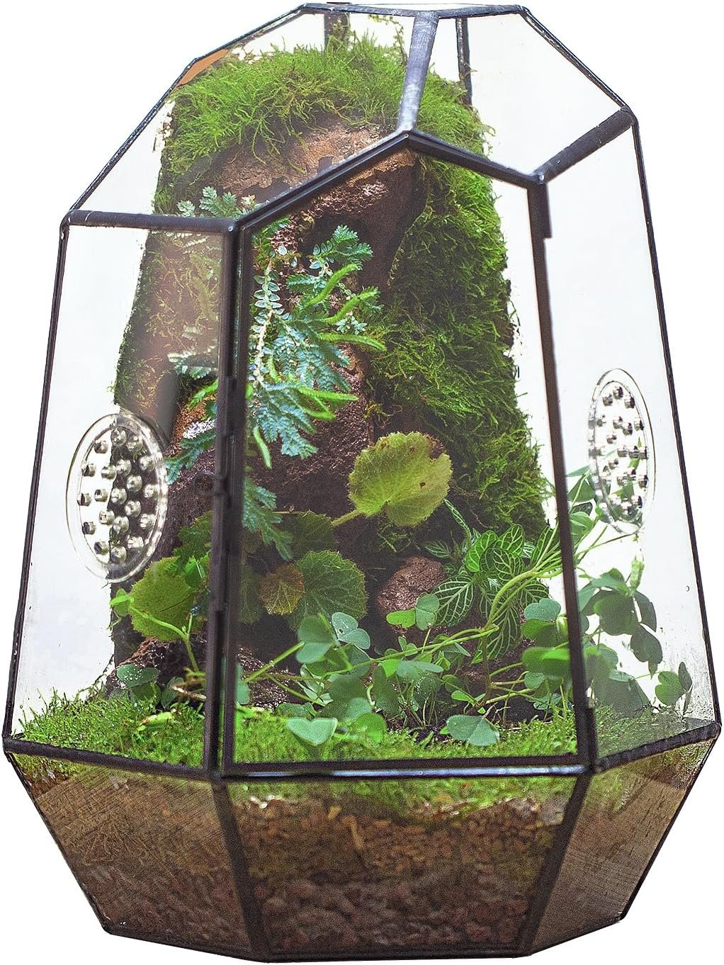 NCYP Closed Geometric Glass Enclosure with Front Opening Door & 2 Vent Holes for Insects, Snail, Succulent, Cacti – 7.9″x6.9″x9.8″ Black Irregular Terrarium – Home Garden Tabletop Decor (No Plants)