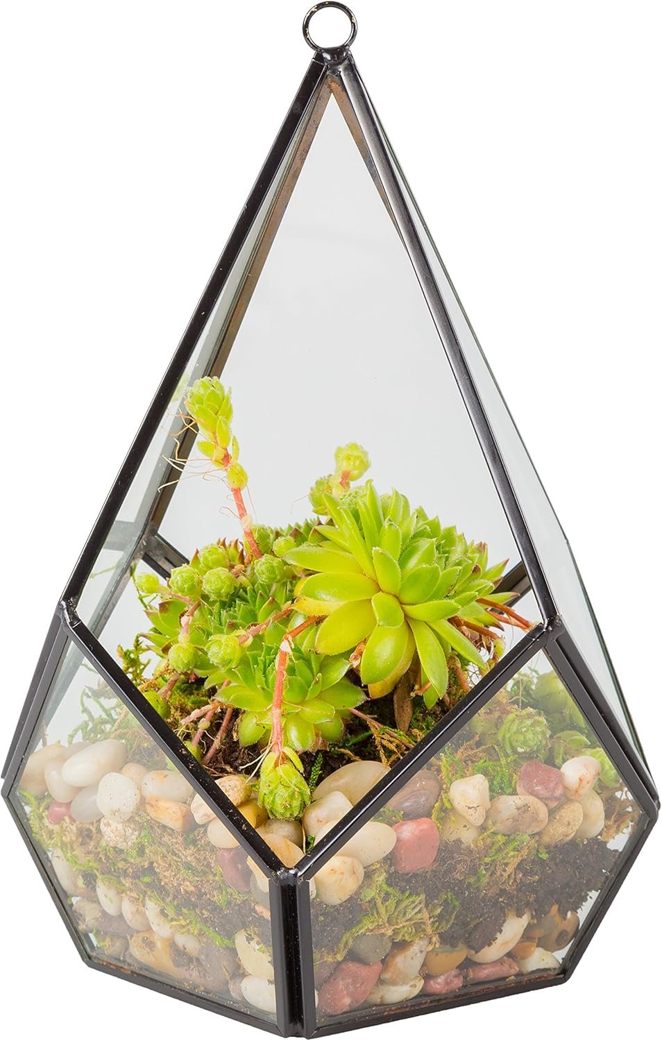 D’Eco Glass Teardrop Centerpiece (6x6x7)- Tabletop or Hanging Planter Terrarium- Spring Home & Wedding Decor- Fill with Succulents, Cacti, Air Plants, Moss, Flowers for Plant Lovers